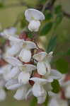 Black locust